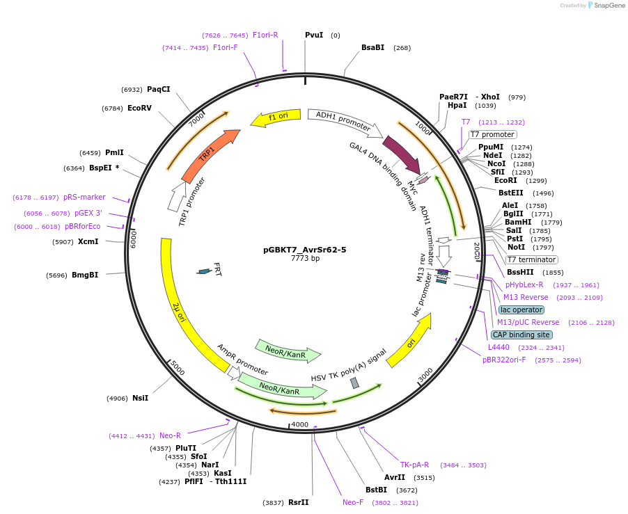 233532-plasmid-map-sequence-id-467840