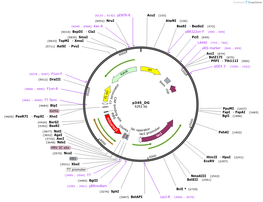 234675-plasmid-map-sequence-id-467841