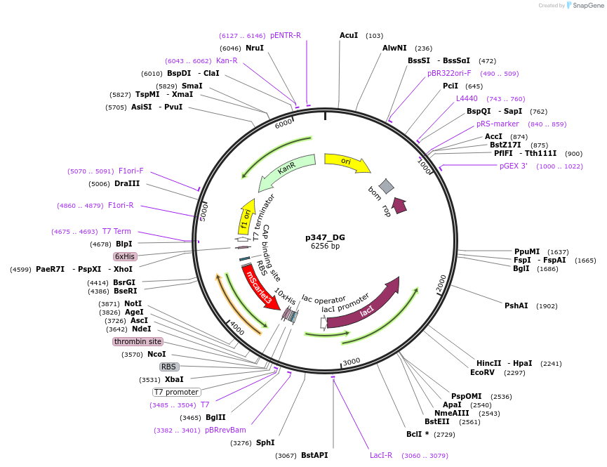 234677-plasmid-map-sequence-id-467843
