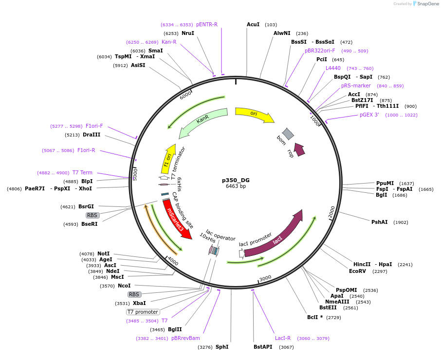 234680-plasmid-map-sequence-id-467845