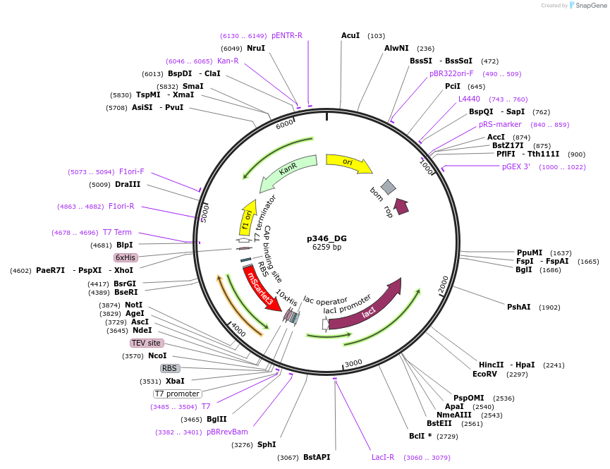 234676-plasmid-map-sequence-id-467846