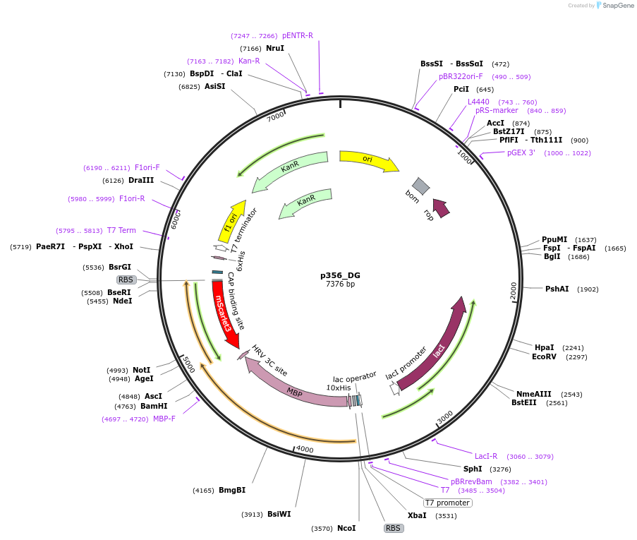 234699-plasmid-map-sequence-id-467847