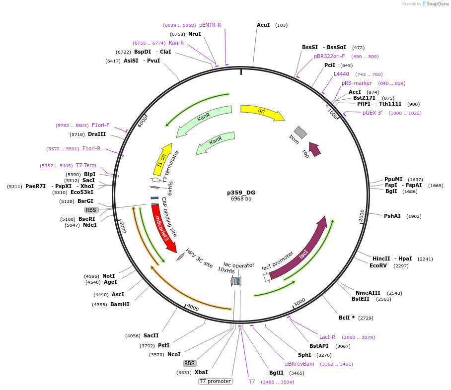 234702-plasmid-map-sequence-id-467850