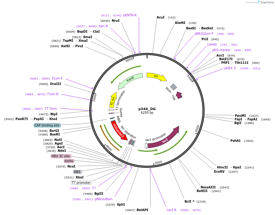 234674-plasmid-map-sequence-id-467853