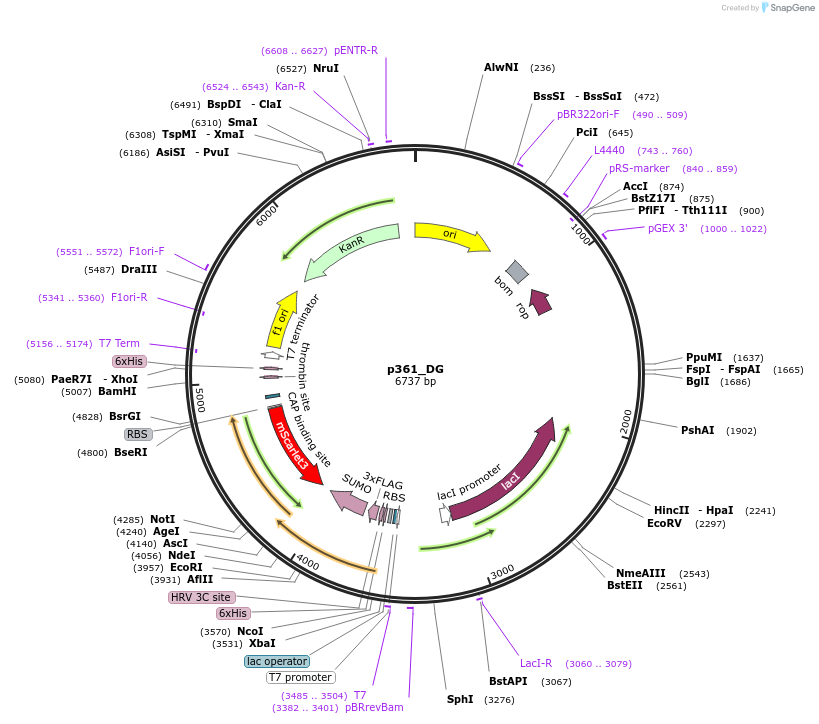 234683-plasmid-map-sequence-id-467854