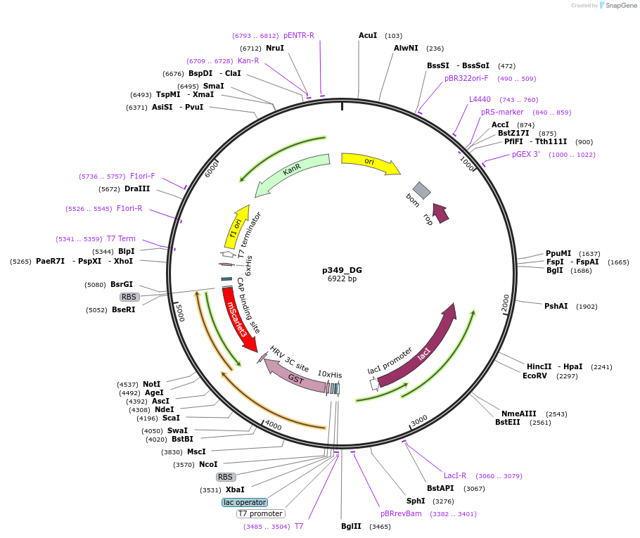 234679-plasmid-map-sequence-id-467857