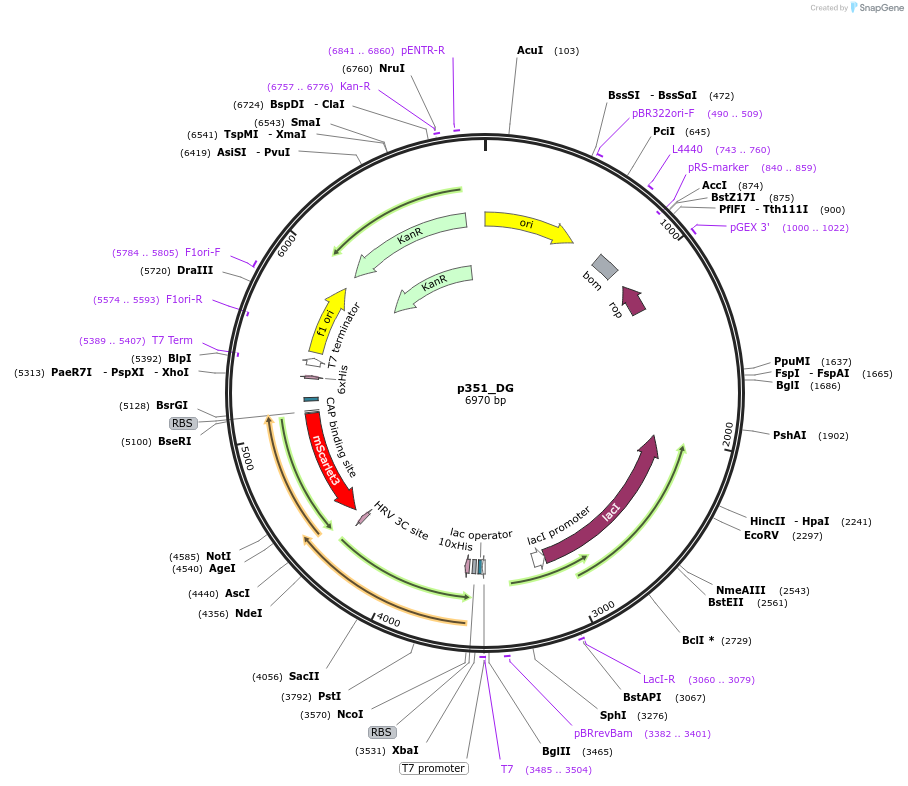 234681-plasmid-map-sequence-id-467859
