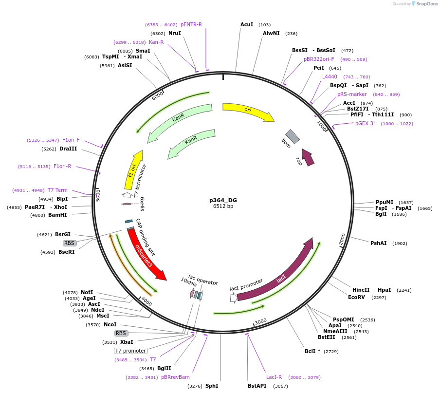 234686-plasmid-map-sequence-id-467861