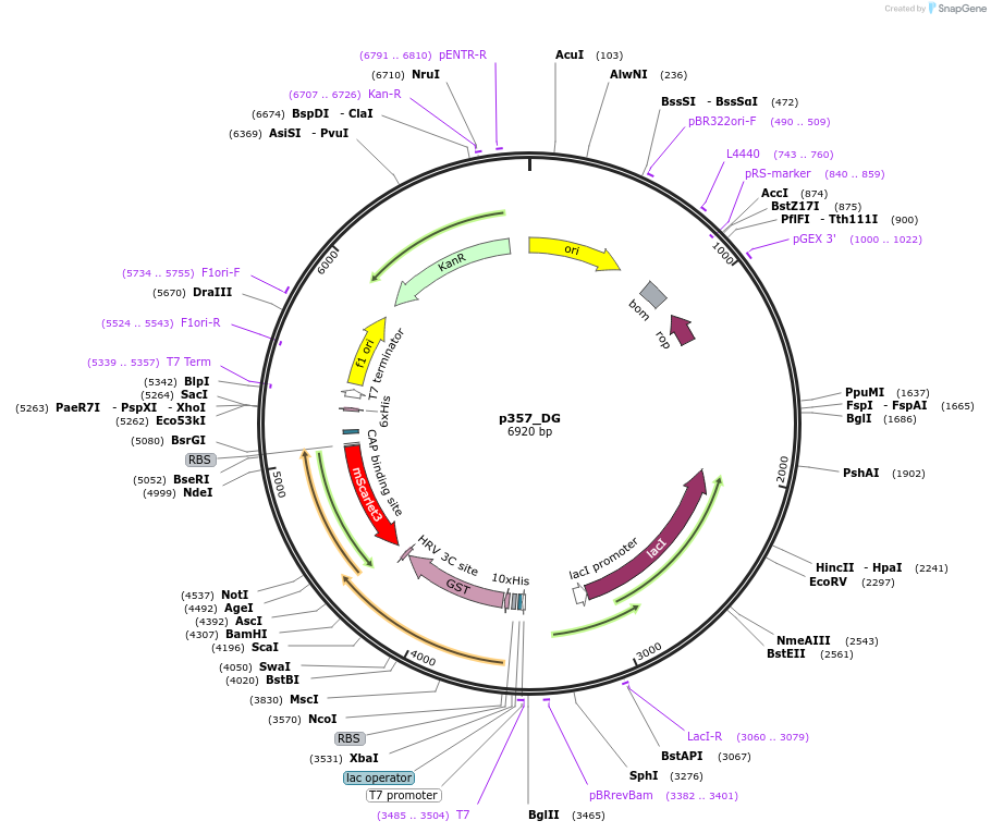 234700-plasmid-map-sequence-id-467869