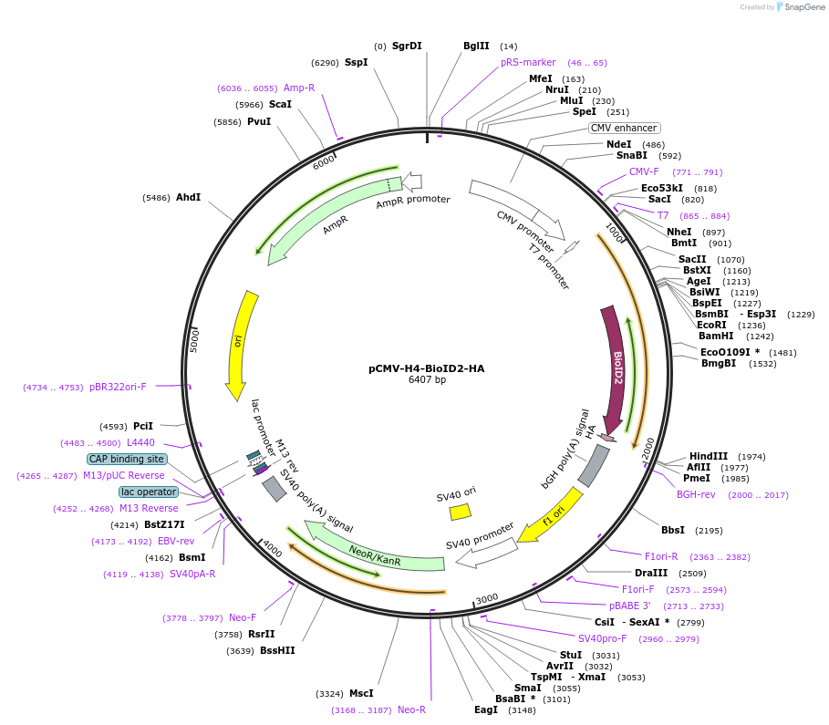 232026-plasmid-map-sequence-id-467871