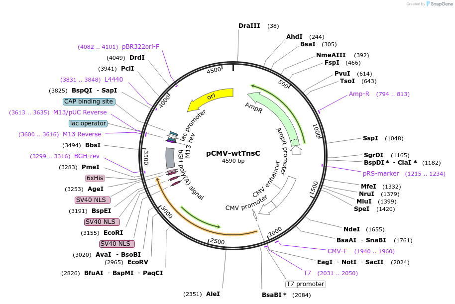 234732-plasmid-map-sequence-id-467881