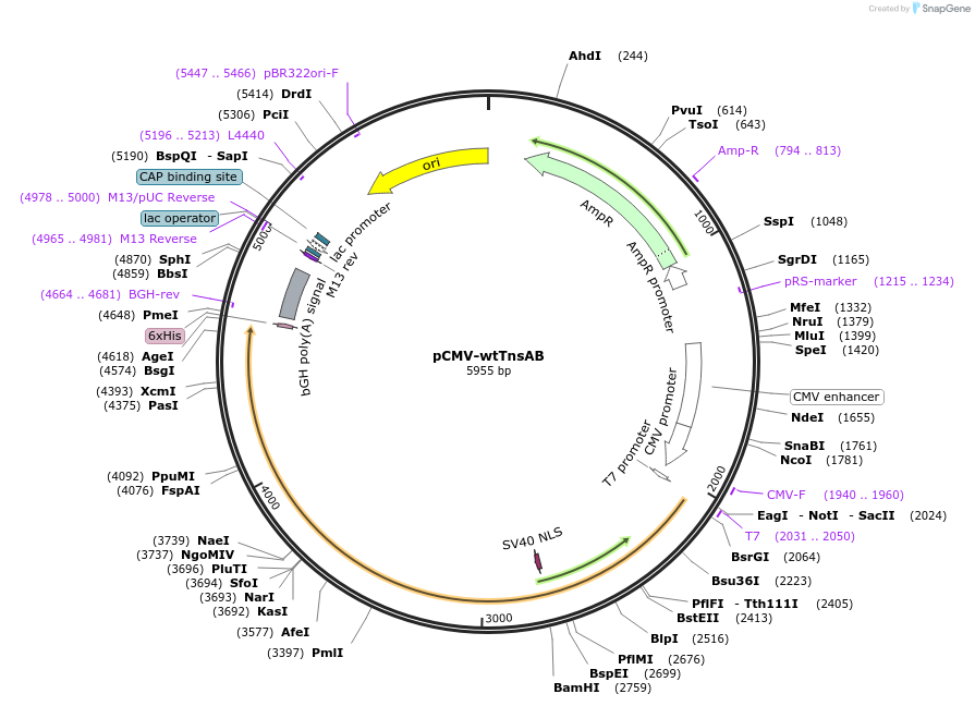 234731-plasmid-map-sequence-id-467884