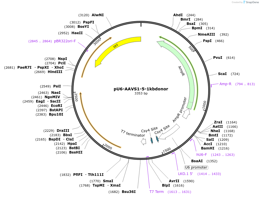 234735-plasmid-map-sequence-id-467885