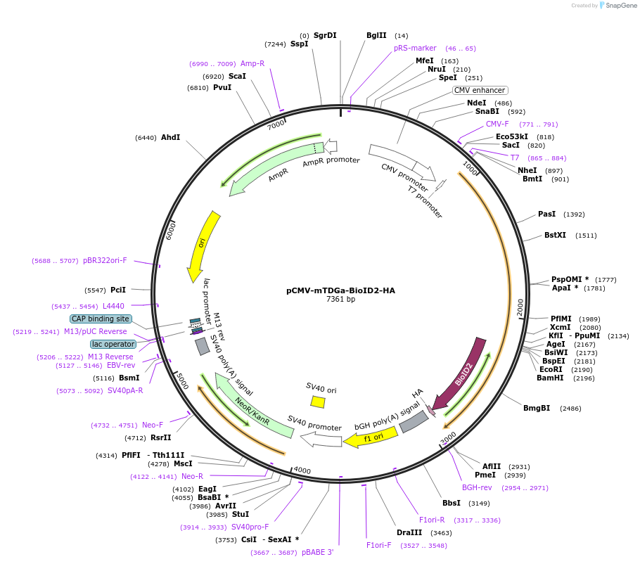 232027-plasmid-map-sequence-id-467890