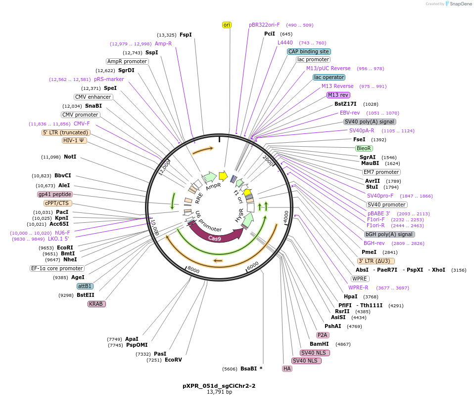 228940-plasmid-map-sequence-id-467893