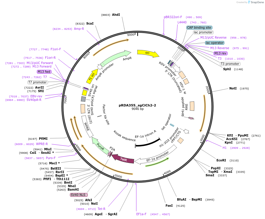 229021-plasmid-map-sequence-id-467901