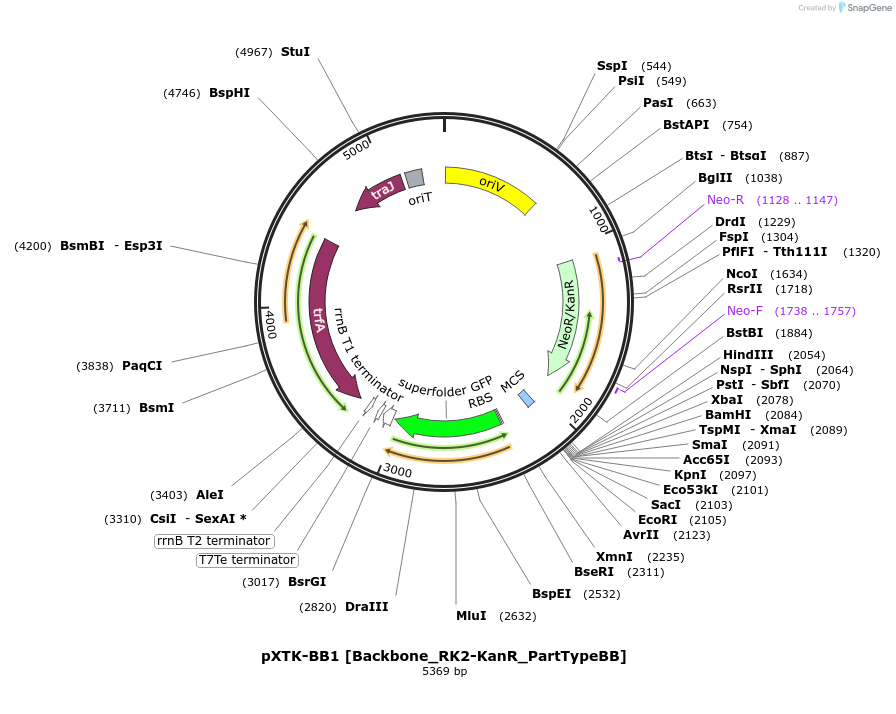 229387-plasmid-map-sequence-id-467908