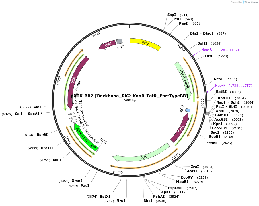 229388-plasmid-map-sequence-id-467909