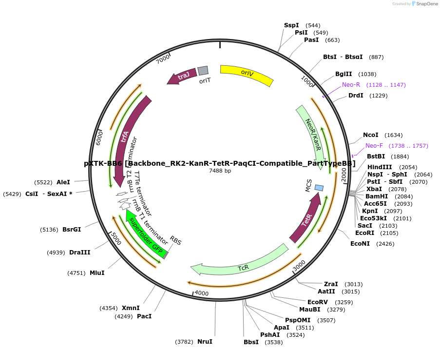 229392-plasmid-map-sequence-id-467912