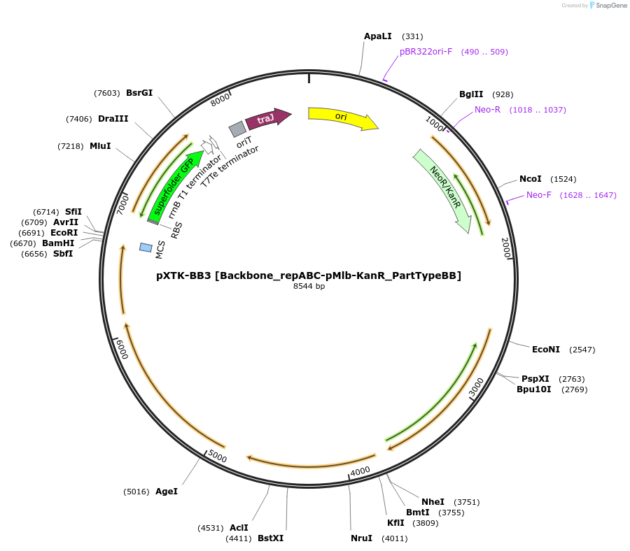 229389-plasmid-map-sequence-id-467922