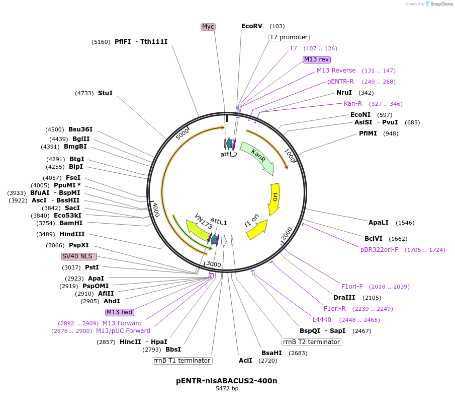 203726-plasmid-map-sequence-id-467930