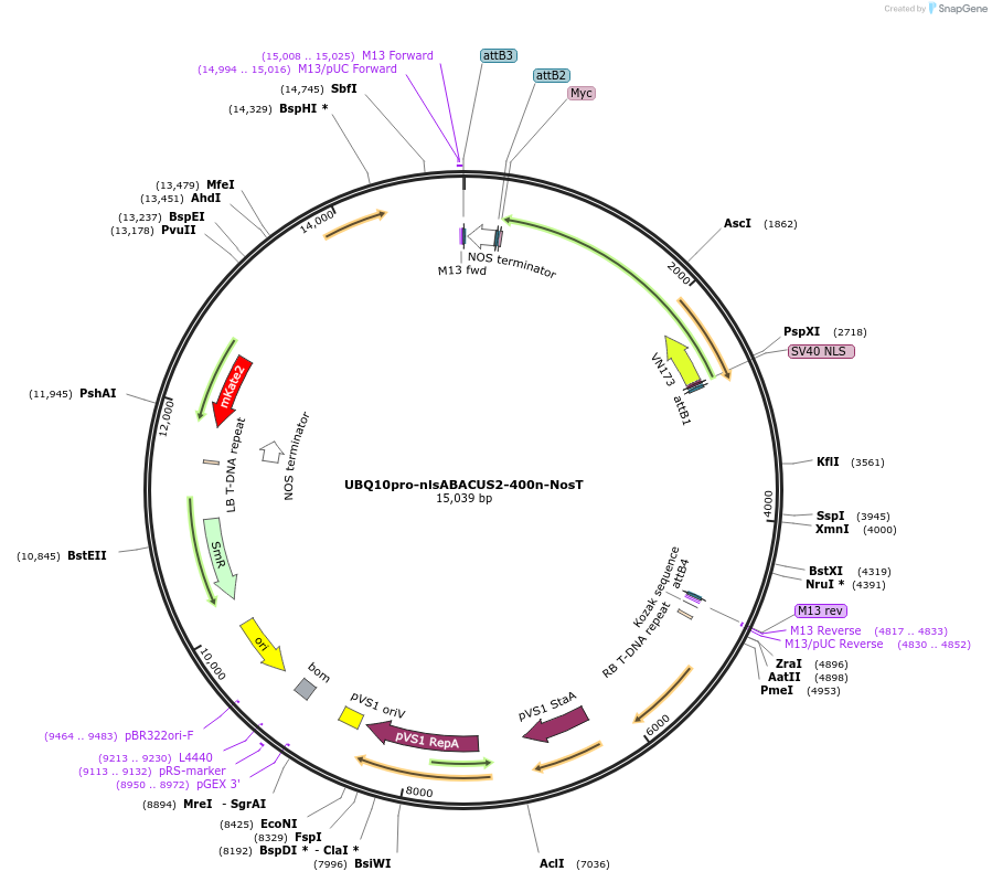 203728-plasmid-map-sequence-id-467932