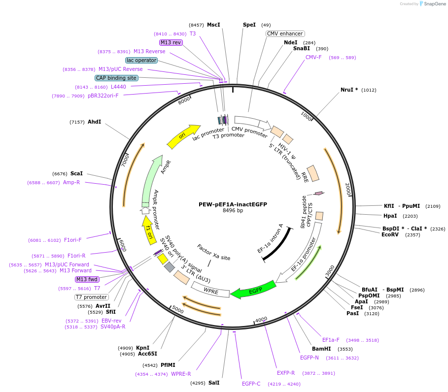 212009-plasmid-map-sequence-id-467980