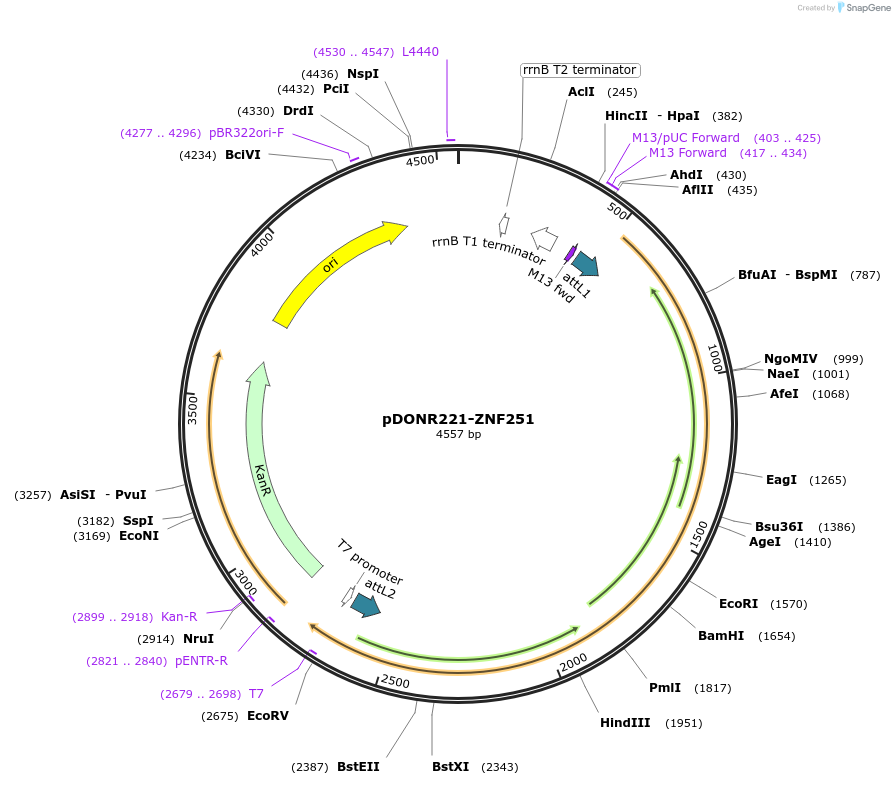 101451-plasmid-map-sequence-id-467984