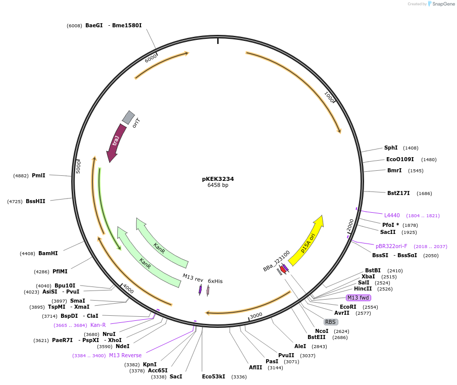 234106-plasmid-map-sequence-id-467985