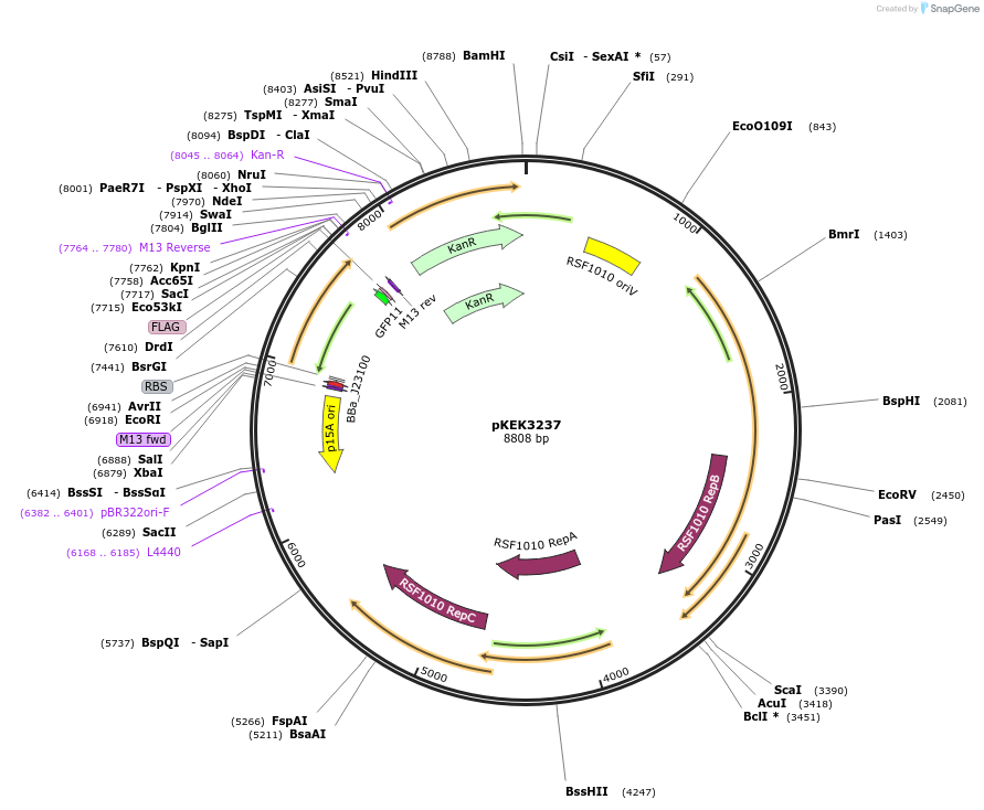 234091-plasmid-map-sequence-id-467987