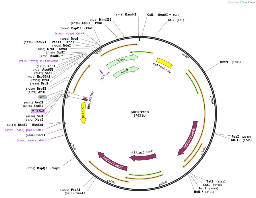 234092-plasmid-map-sequence-id-467988