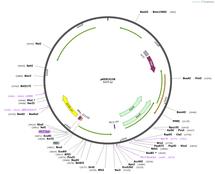 234108-plasmid-map-sequence-id-467997