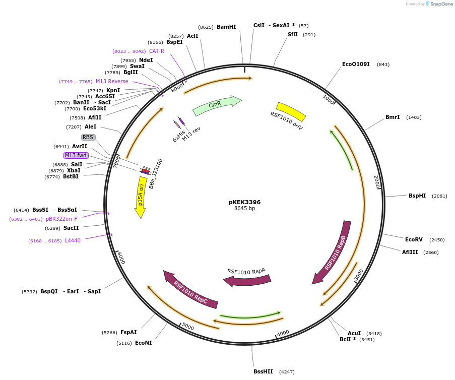 234080-plasmid-map-sequence-id-468000