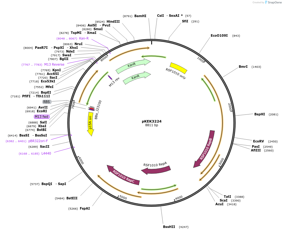 234086-plasmid-map-sequence-id-468001