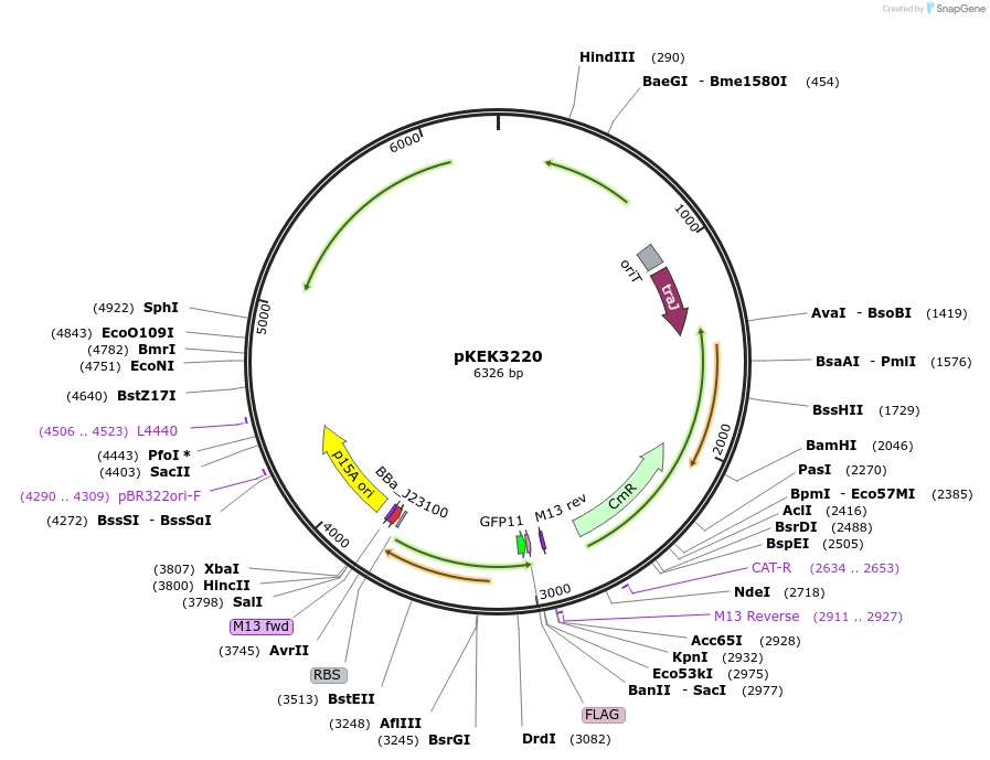 234099-plasmid-map-sequence-id-468002