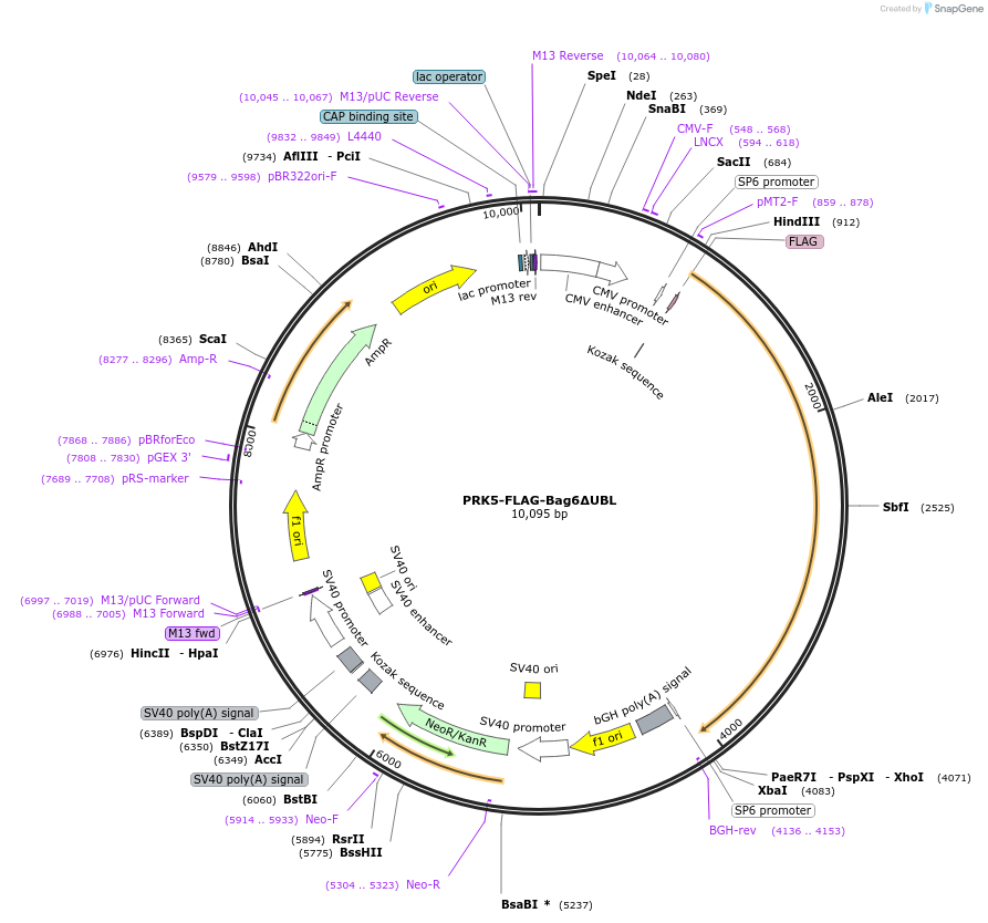 61837-plasmid-map-sequence-id-468003