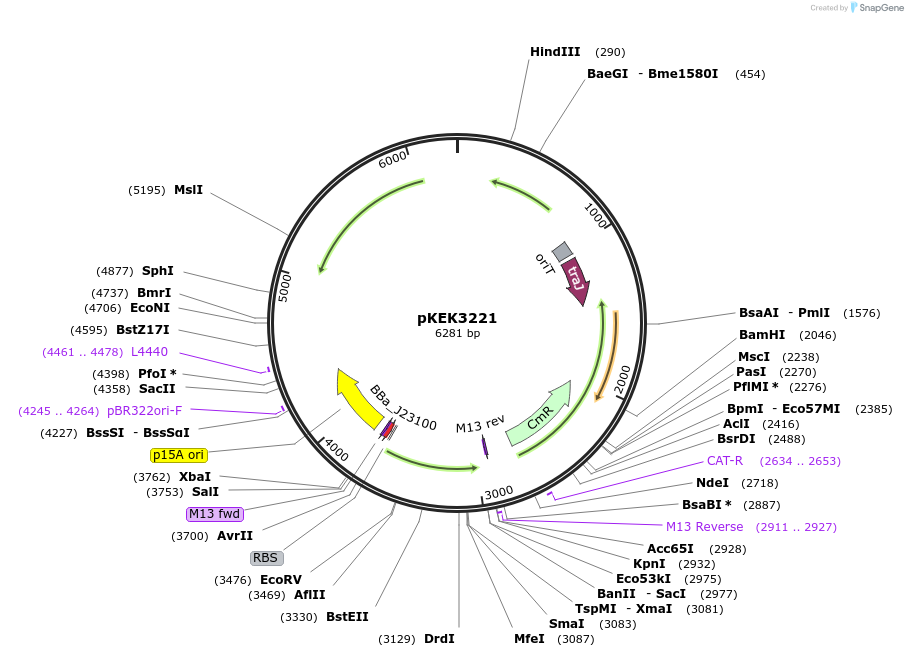 234100-plasmid-map-sequence-id-468004