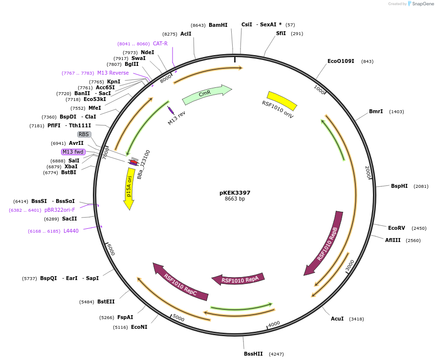 234081-plasmid-map-sequence-id-468005