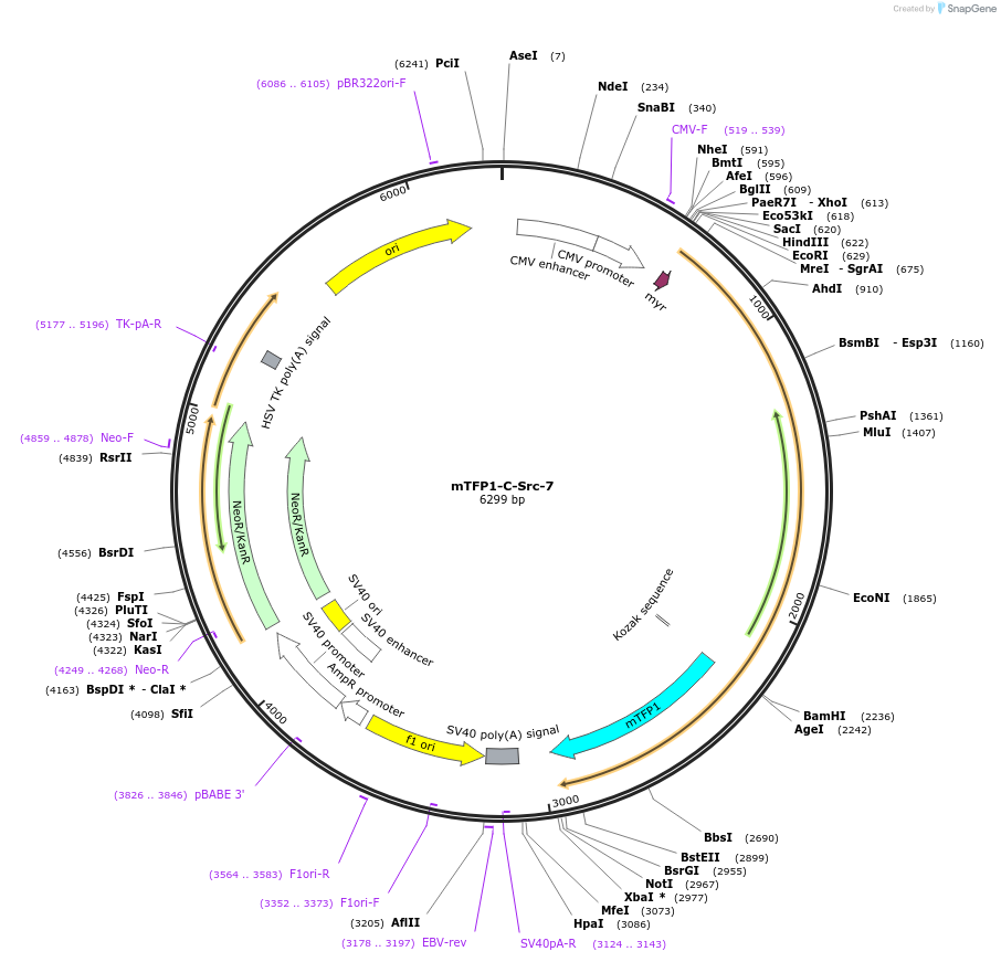 55472-plasmid-map-sequence-id-468018