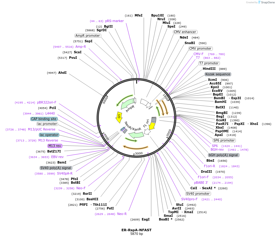 233595-plasmid-map-sequence-id-468022