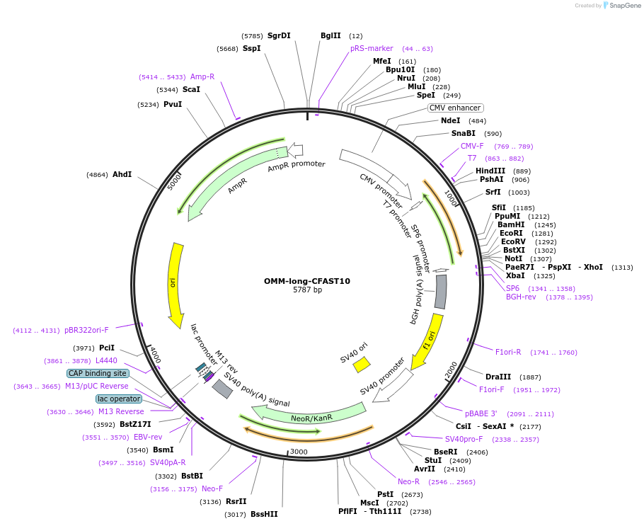 233598-plasmid-map-sequence-id-468028