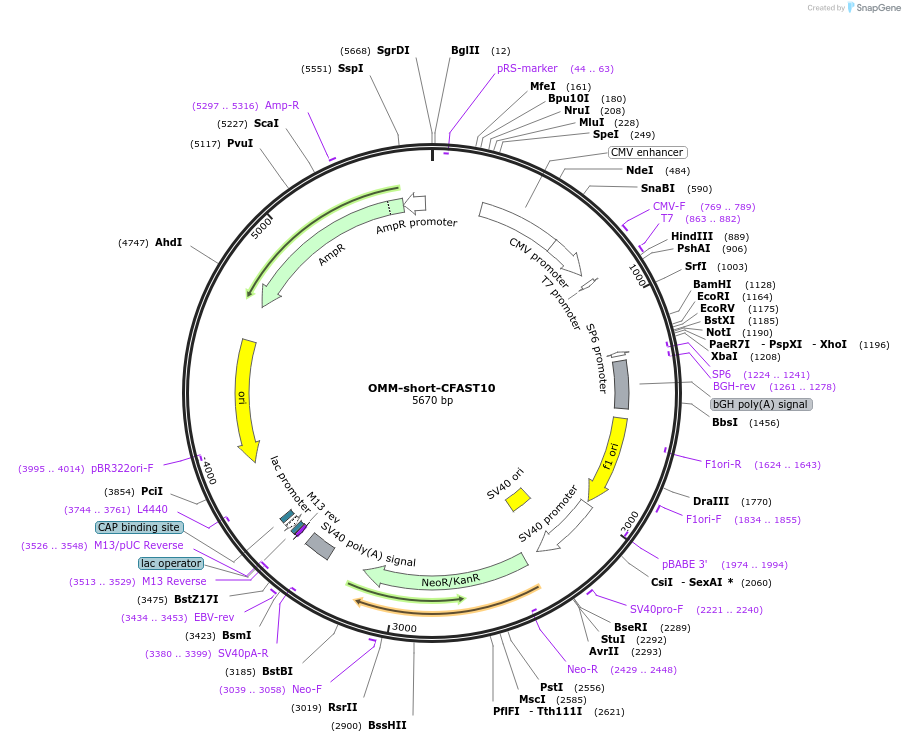 233597-plasmid-map-sequence-id-468029