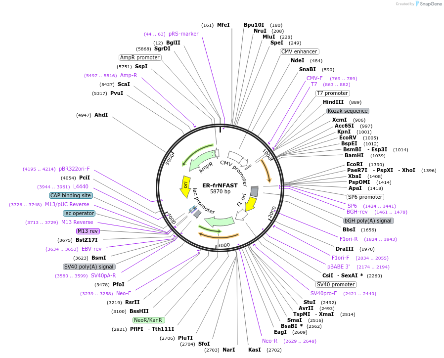 233599-plasmid-map-sequence-id-468030