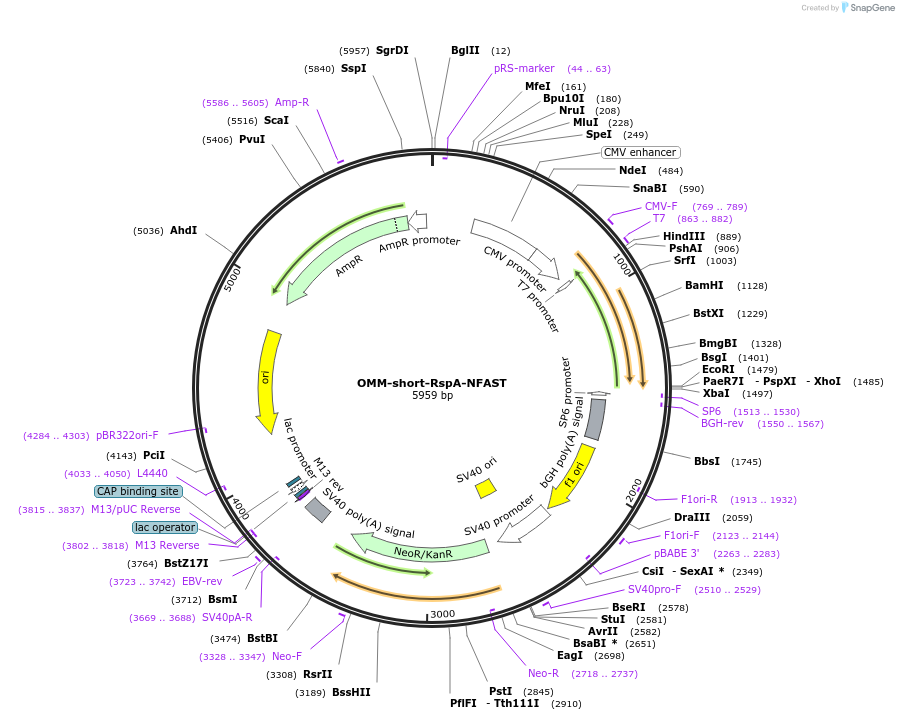 233603-plasmid-map-sequence-id-468033