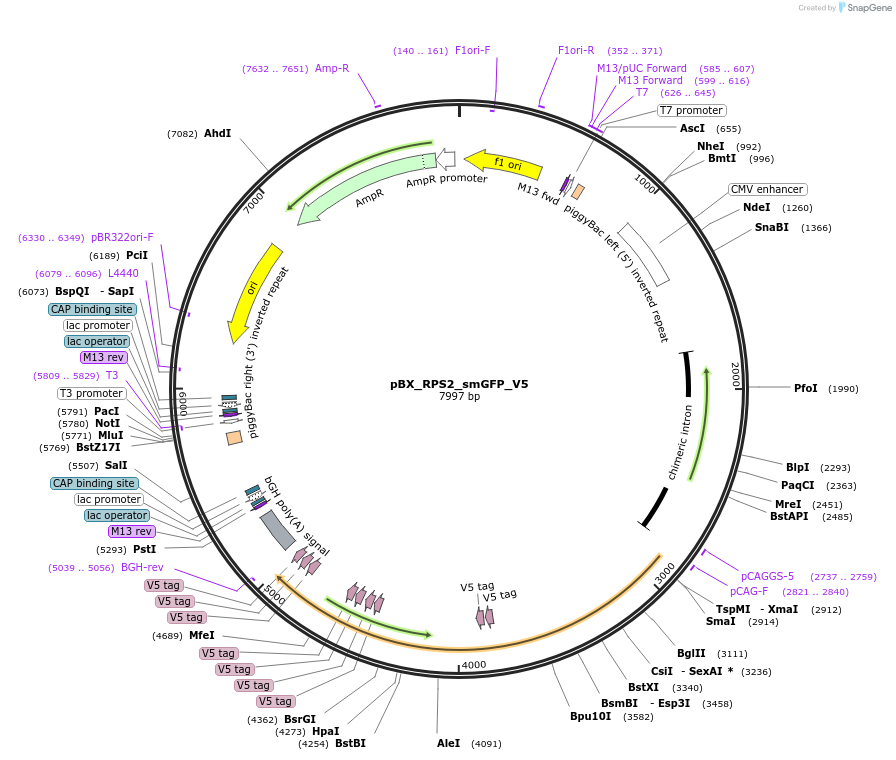 236088-plasmid-map-sequence-id-468094
