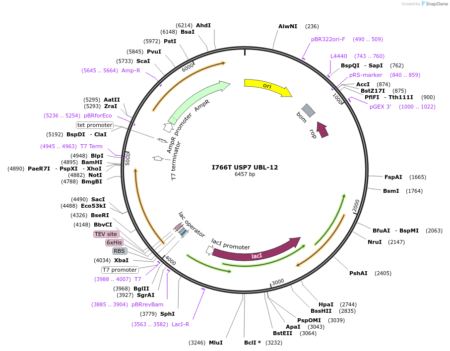227232-plasmid-map-sequence-id-468099
