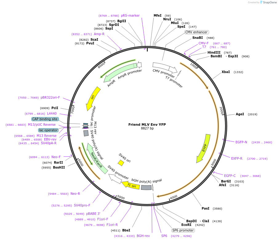 1820-plasmid-map-sequence-id-468107