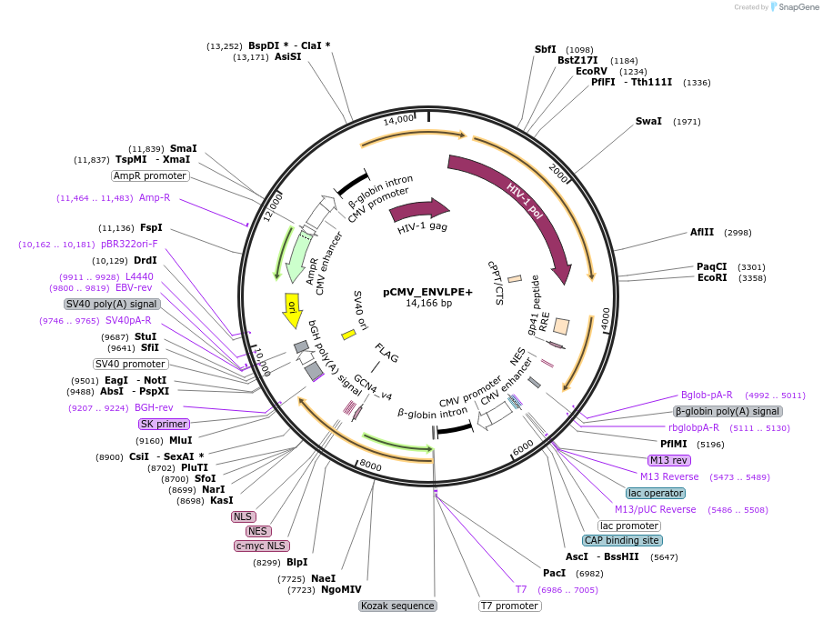 232427-plasmid-map-sequence-id-468149