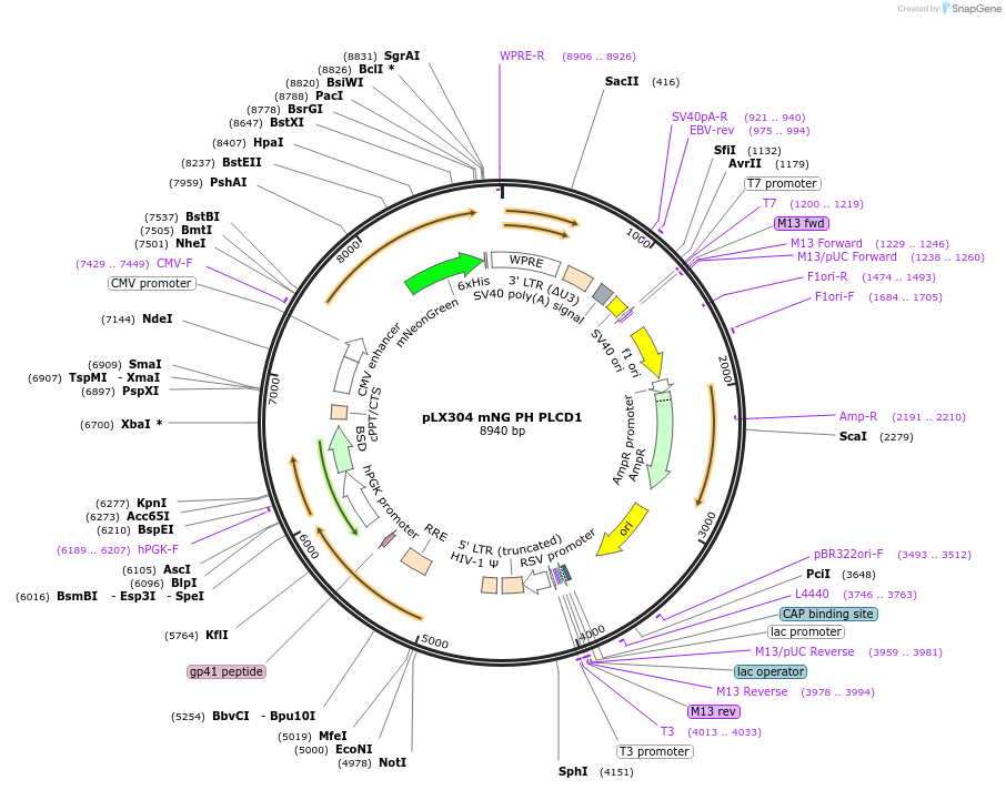 233254-plasmid-map-sequence-id-468151