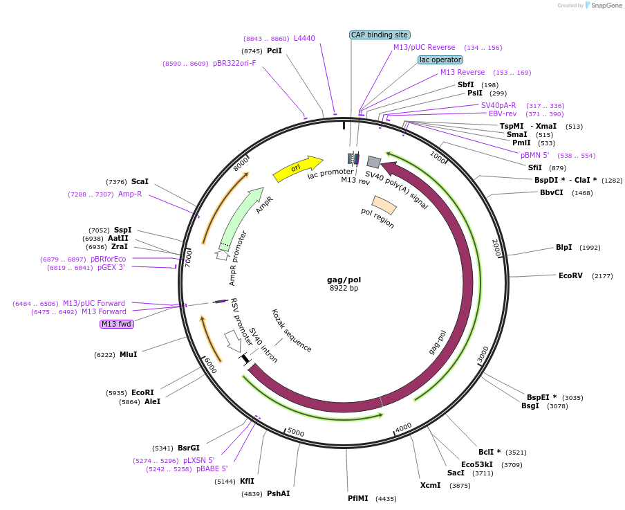14887-plasmid-map-sequence-id-468185